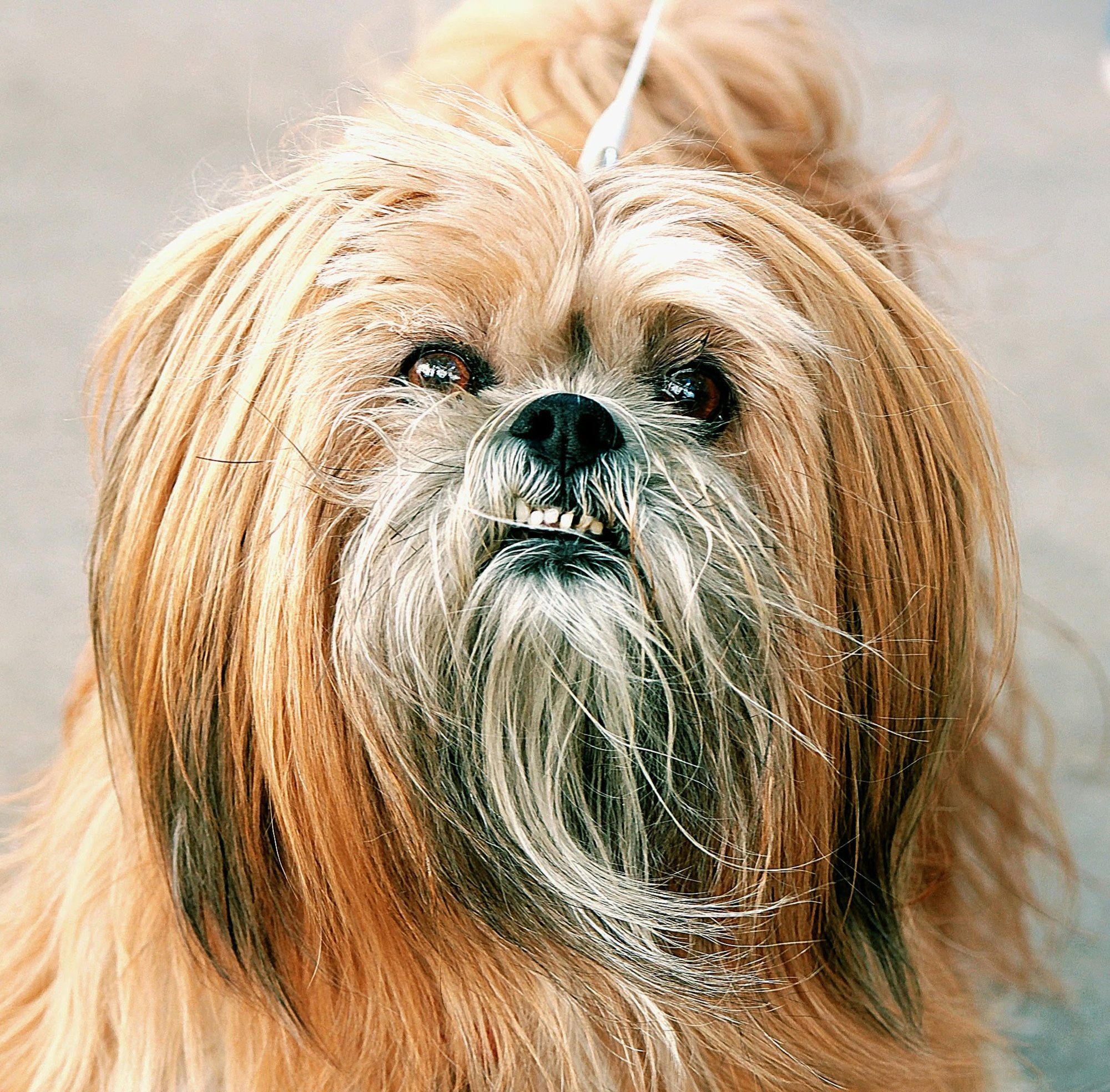 A long-haired blond dog looking up, lower teeth showing under its moustache