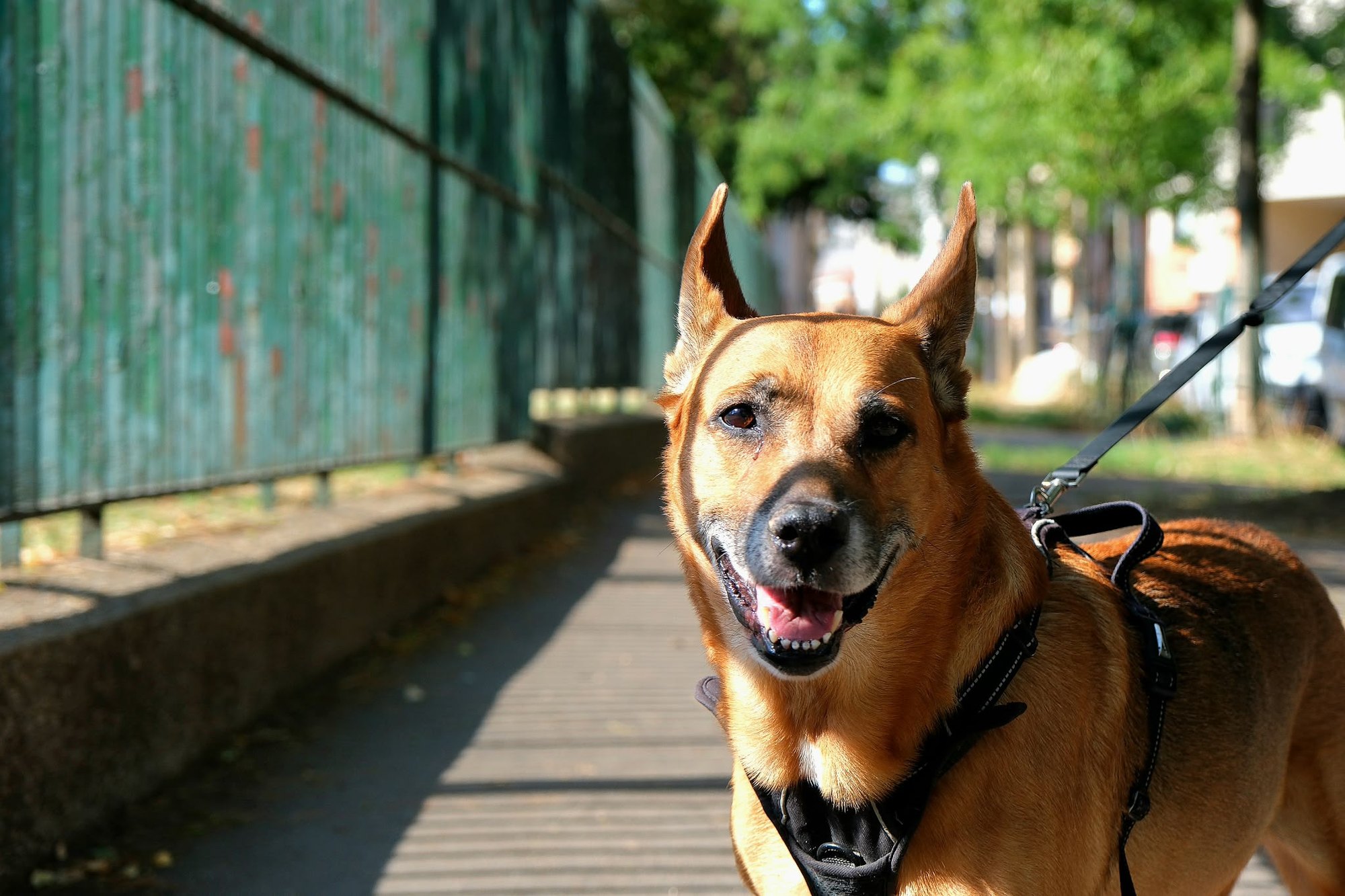 A tan shepherd mix with pricked ears grinning on a sunlit boardwalk
