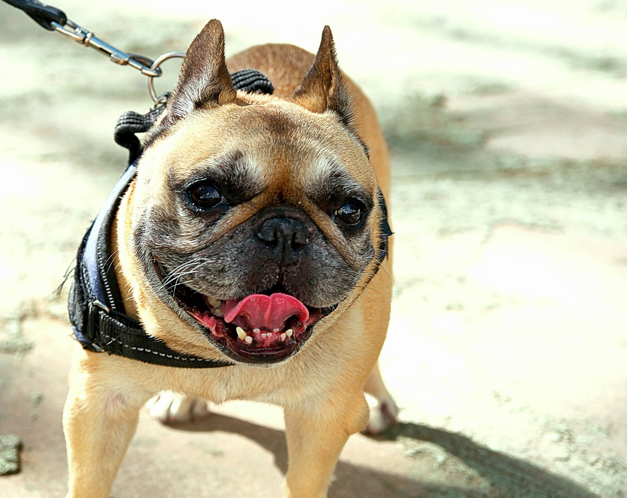 A fawn French bulldog in a harness, tongue out, seen from above