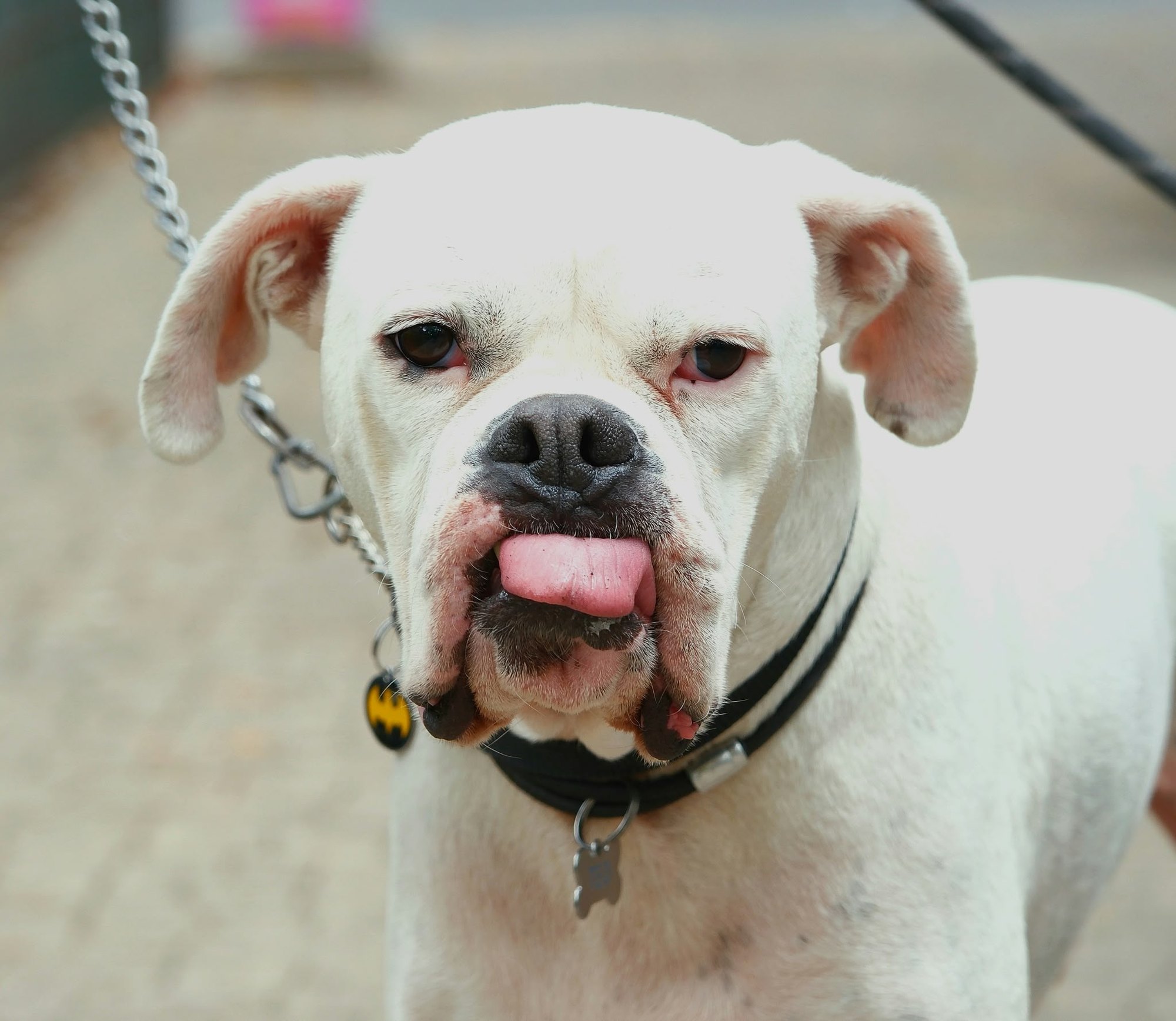 A white boxer with a chain lead and a bat-shaped tag, tongue hanging sideways