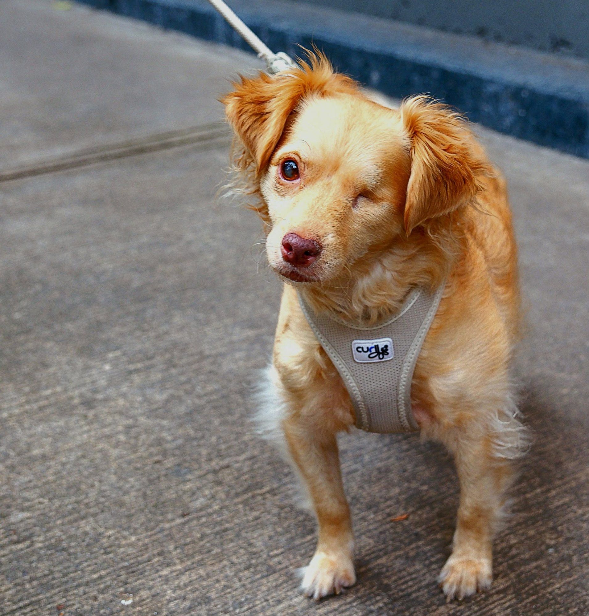 A small ginger dog in a grey harness turning away from the lead